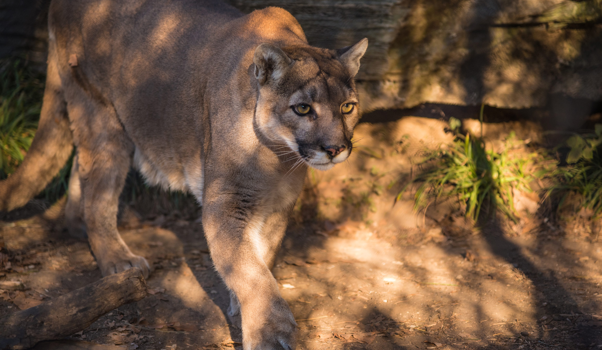 Cougar tips and information