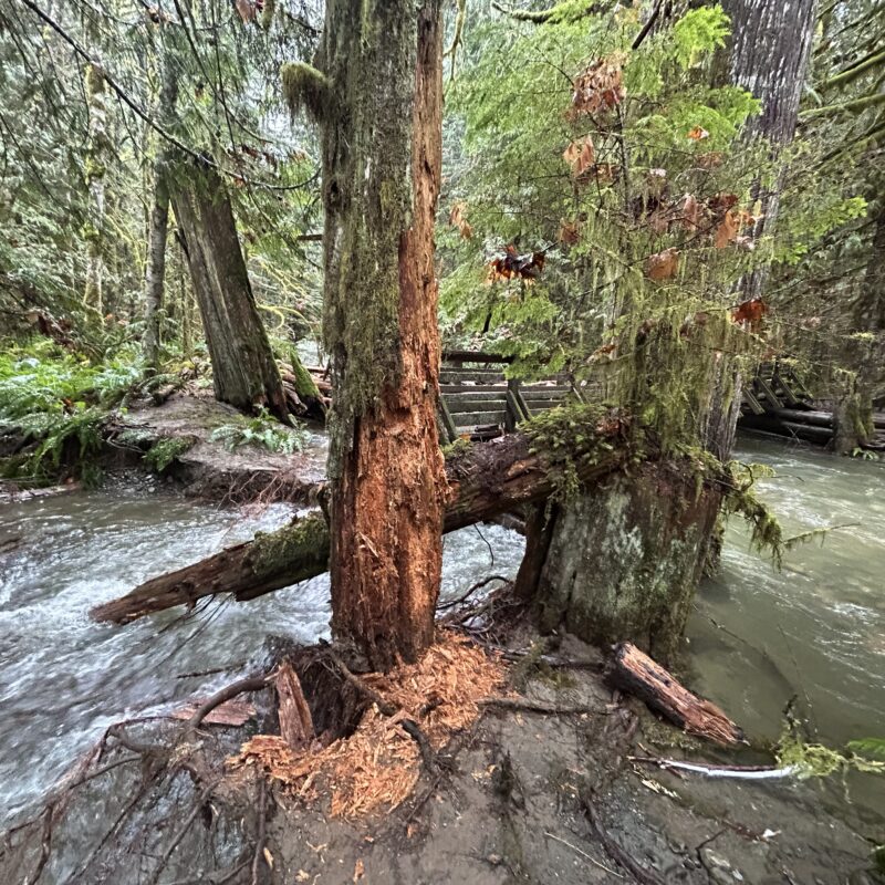 Perseverance Creek storm damage / trail closures