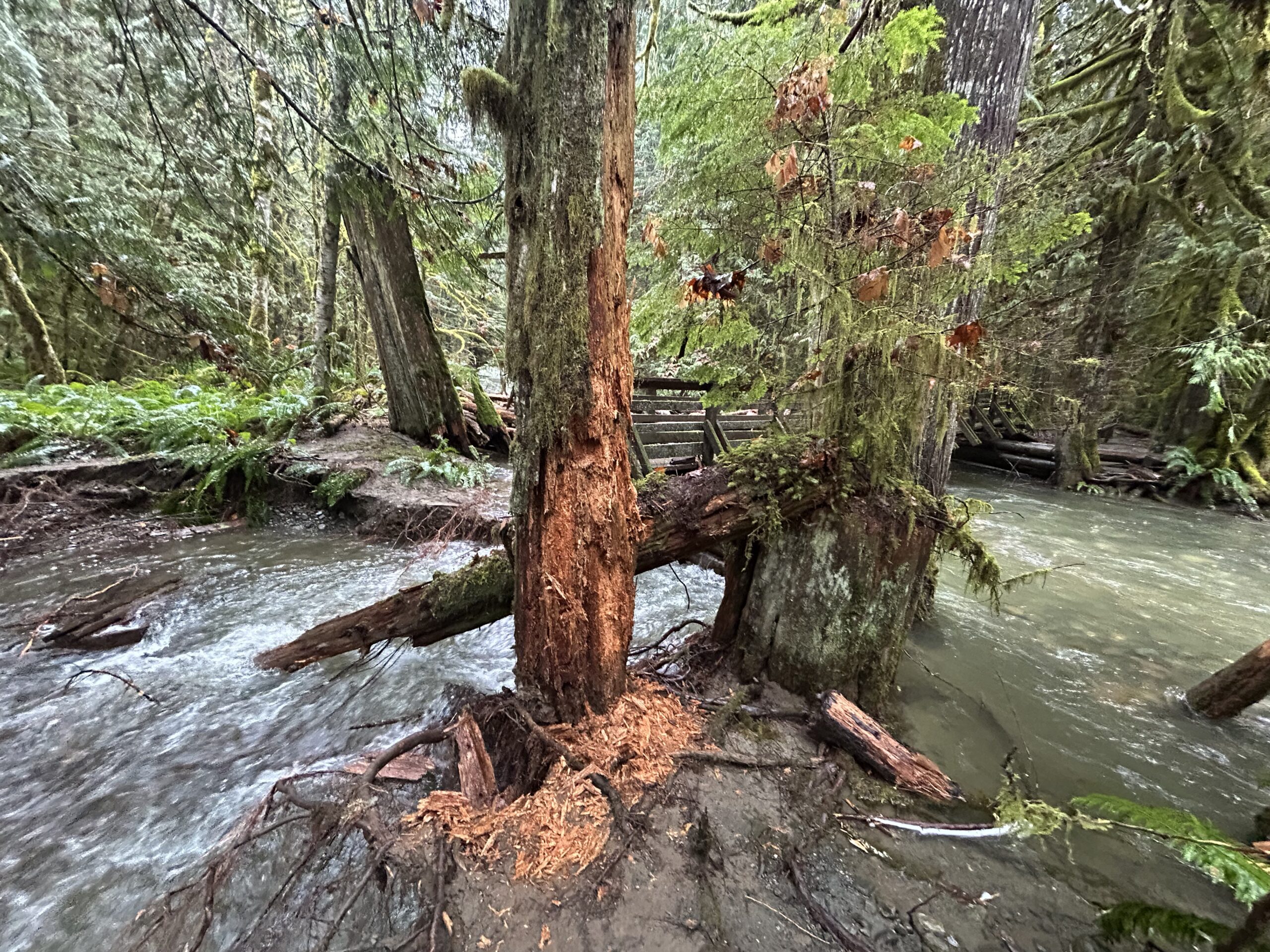 Perseverance Creek storm damage / trail closures