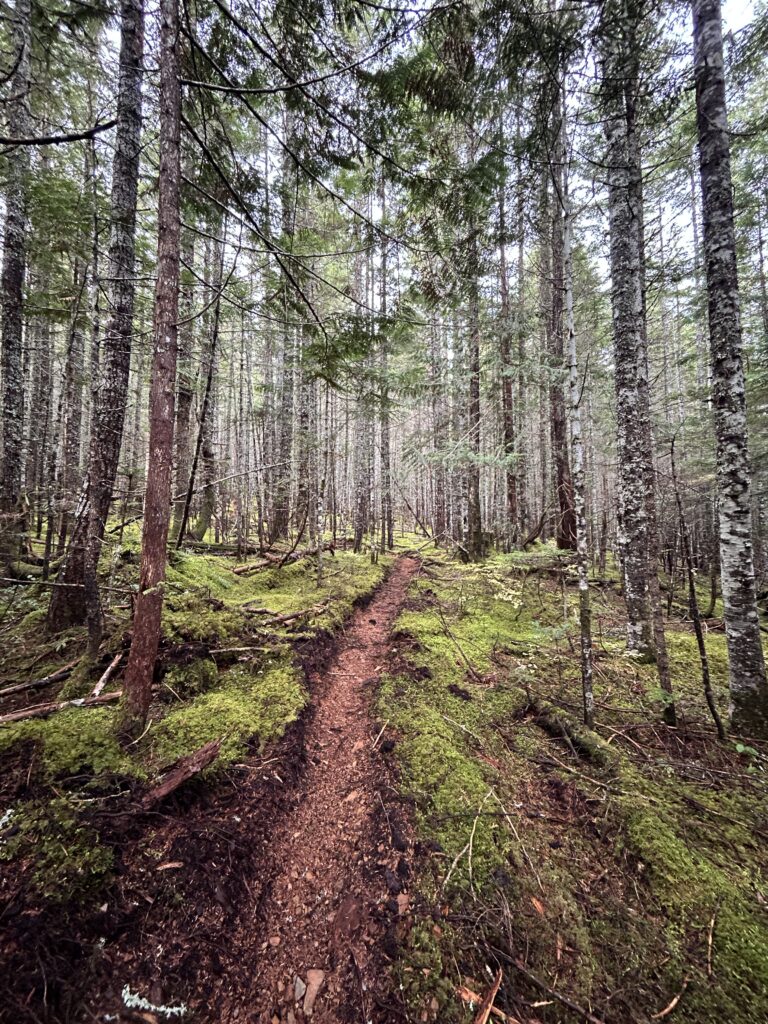 Okey Dokey trail, The EPIC 979, Cumberland, BC
